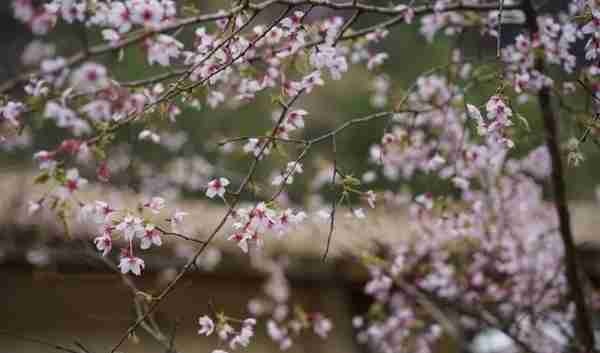 杭州单身大叔包下一座山谷，花1200万造民宿，成为樱花季最美去处