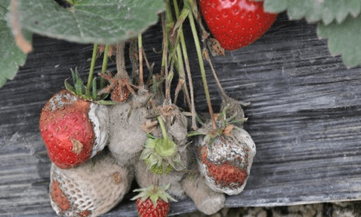 人养植物，植物养人之盆栽草莓