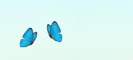 一只蝴蝶在飞舞