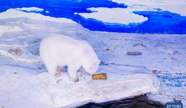 天津海昌极地海洋公园为北极熊“披萨”庆生