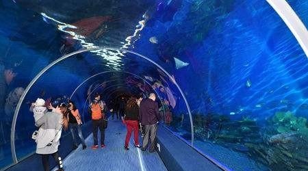 北京太平洋汉海海底世界，展示大海生物为主的现代化综合性博览馆