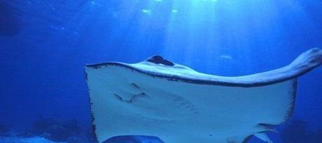 北京太平洋汉海海底世界，展示大海生物为主的现代化综合性博览馆