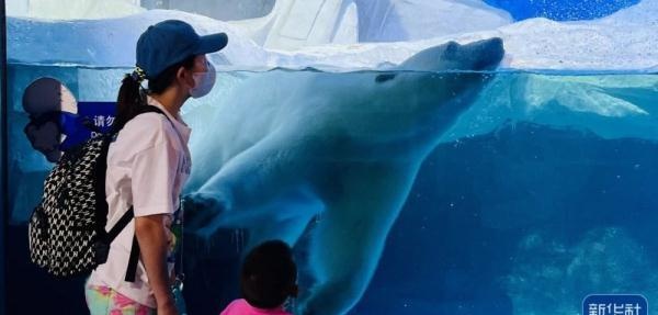 天津海昌极地海洋公园为北极熊“披萨”庆生
