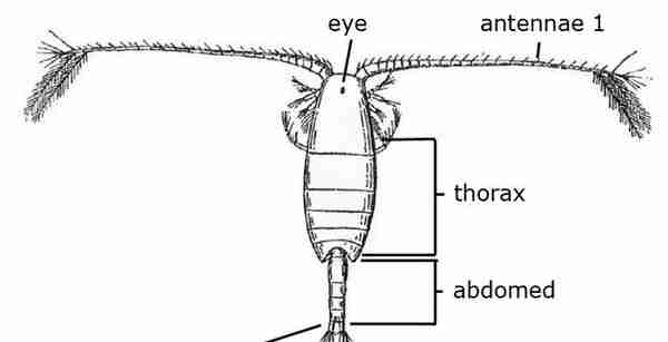 《云南虫谷》中的“霍氏不死虫”应该具有怎样的生理结构？